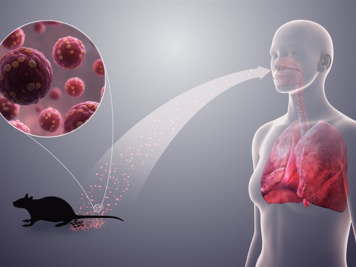 Hantavirus in Africa: What You Need to Know