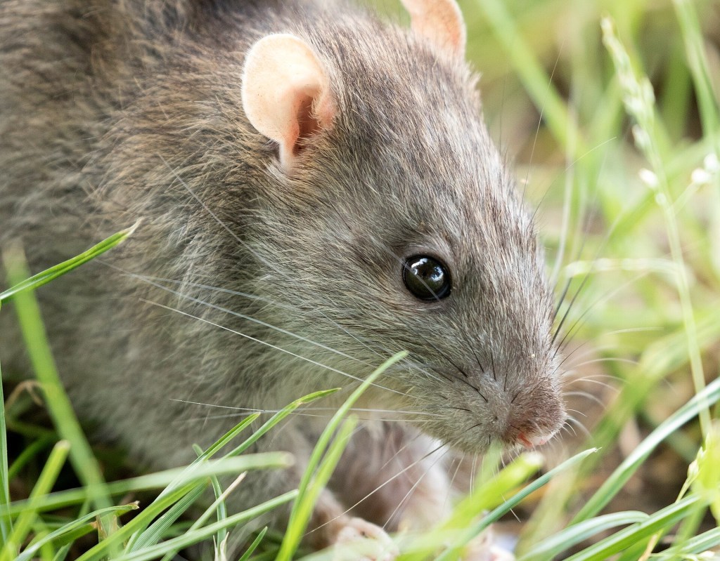 rats are known to cause hantavirus infection