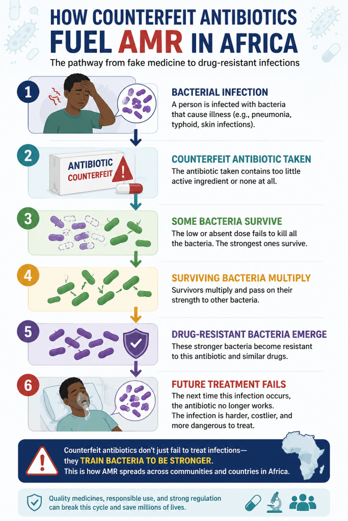 Infographic showing
How counterfeit antibiotics lead to antimicrobial resistance.